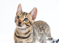  Bengalkatzen Chemnitz